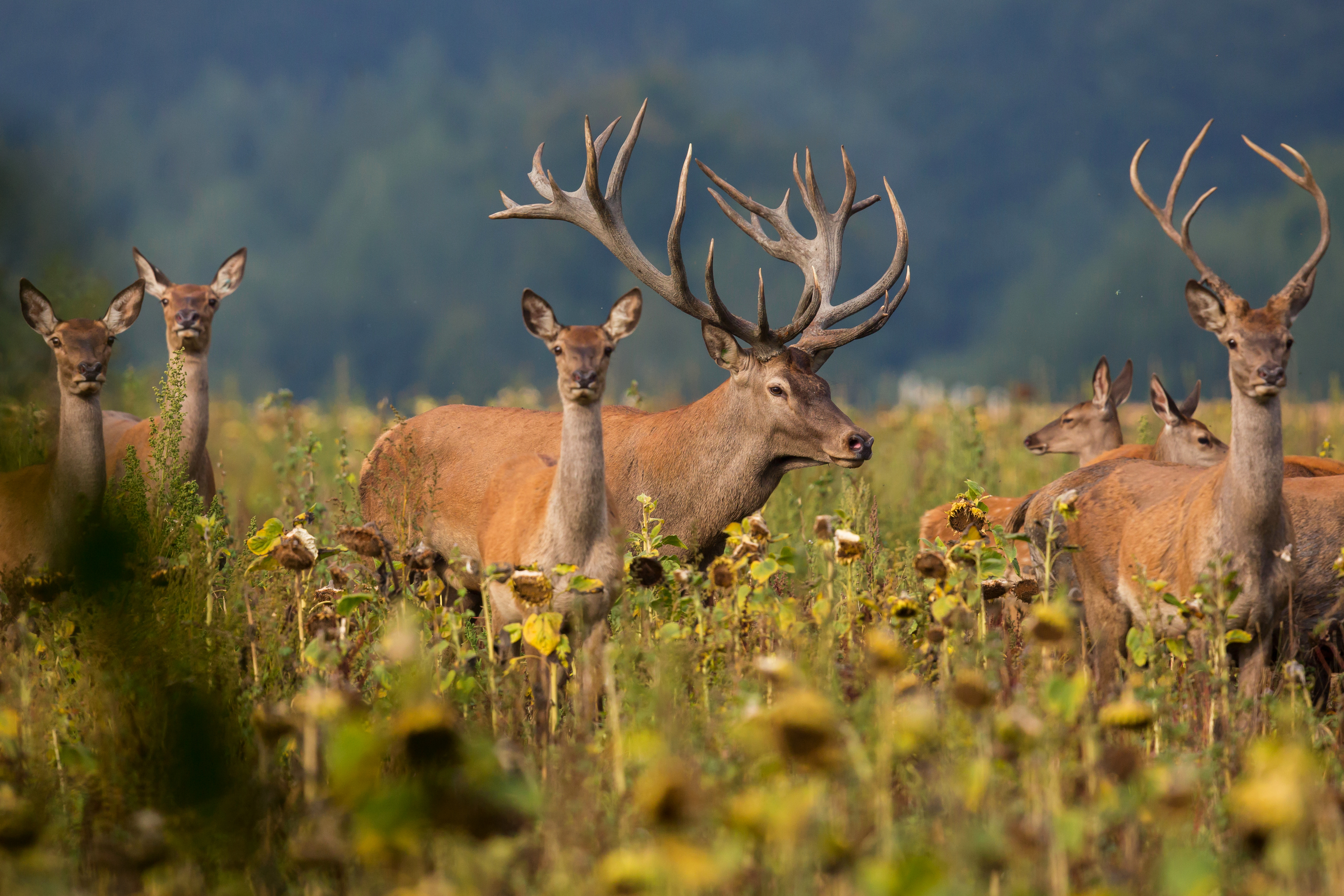 A Herd of Wild Deer